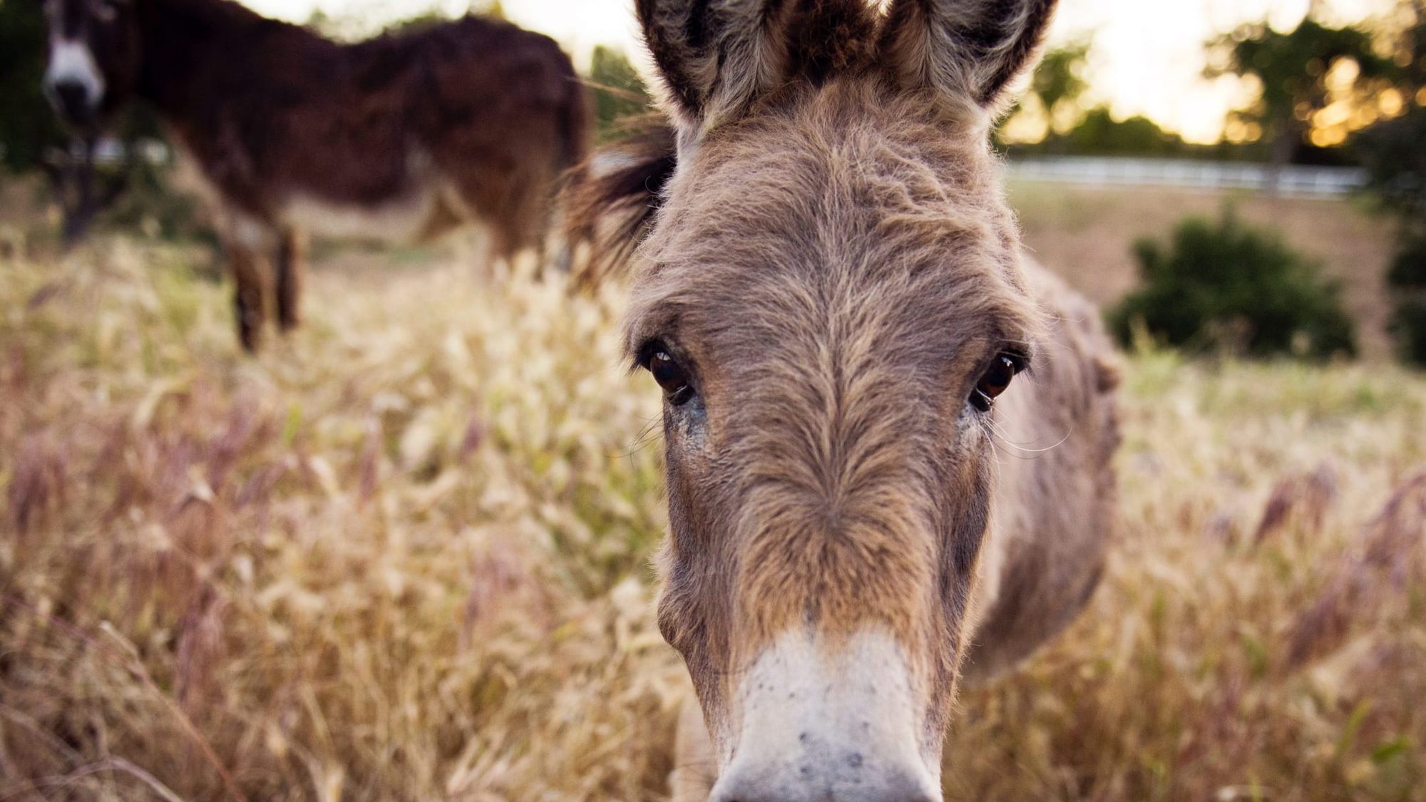 A donkey standing in dry summer grass at dusk